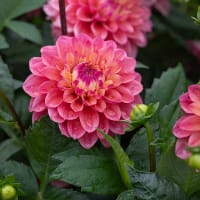 Dekorativdahlia 'Princess Gracia'
