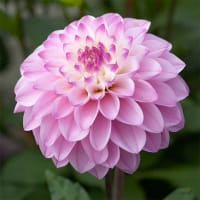 Dekorativdahlia 'Princess Laetitia'