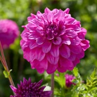 Dekorativdahlia 'Purple Balloon'