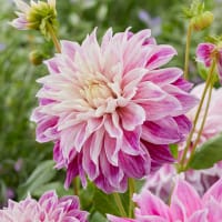Dekorativdahlia 'Purple Explosion'
