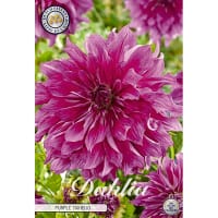 Dekorativdahlia 'Purple Taiheijo'