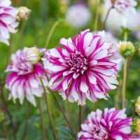 Dekorativdahlia 'Radegast'