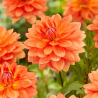 Dekorativdahlia 'Shep's Memory'