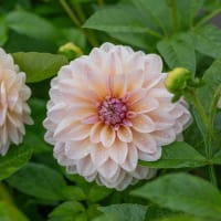 Dekorativdahlia 'Sturm Sweet Maria'