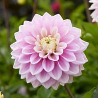 Dekorativdahlia 'Sweet Lucille'