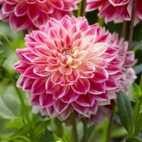 Dekorativdahlia 'Temple of Beauty'