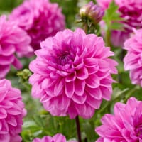 Dekorativdahlia 'Toledo'