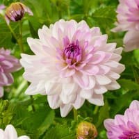 Dekorativdahlia 'Valentino'