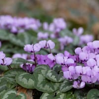 Knöl till Dvärgcyklamen