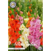 Gladiolus 'Frizzle Mixed'