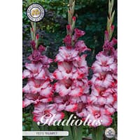 Gladiolus 'Ted's Trumpet'