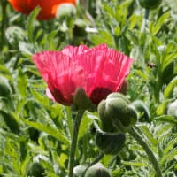 Jättevallmo 'Moulin Rouge'