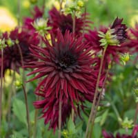 Kaktusdahlia 'Black Narcissus'