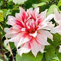 Kaktusdahlia 'Frost Nip'