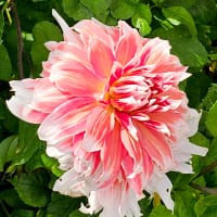 Kaktusdahlia 'Frost Nip'