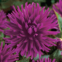 Kaktusdahlia 'Purple Gem'