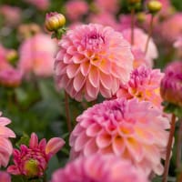 Dahlia 'Esli'