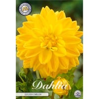 Dekorativdahlia 'Golden Emblem'