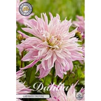 Dekorativdahlia 'Labyrinth Twotone'
