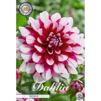 Dekorativdahlia 'Patches'