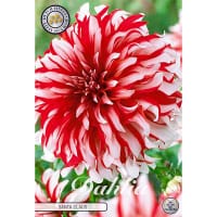 Dekorativdahlia 'Santa Claus'