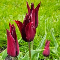 Liljeblommande tulpan 'Sarah Raven'