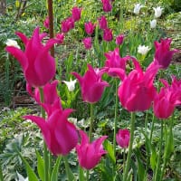 Liljeblommande tulpan Pretty Love