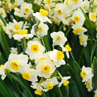 Trädg.tazett, Minnow, ljusgul - LL