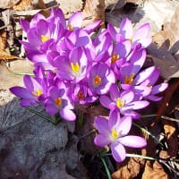 Lök Krokus, Snö-, Ruby Giant