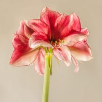 Amaryllis 'Daphne'