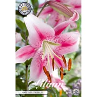 Orientkejsarlilja 'Anastasia'