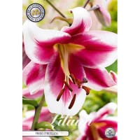 Orientkejsarlilja 'Friso'