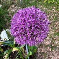Allium 'Lucy Ball'