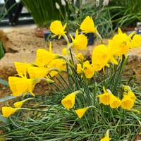 Botanisk narciss bolboconium