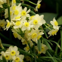 Trädg.tazett, Minnow, ljusgul - LL