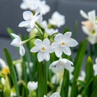 Narciss 'Paper White' - IB