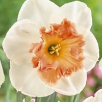 Narciss Preciocious svs