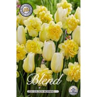 Narciss- och tulpanmix 'Golden Morgning'