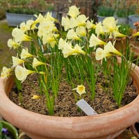 krinolinnarsciss, White Petticoat