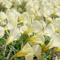 krinolinnarsciss, White Petticoat