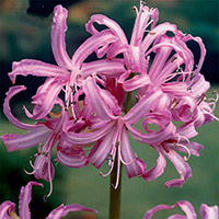 Nerine