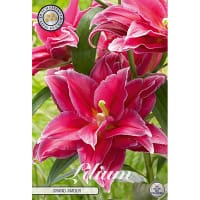 Orientkejsarlilja 'Grand Amour'