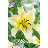 Orientkejsarlilja 'Late Morning'