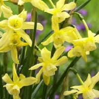 Orkidénarciss, triandus 'Hawera', 