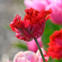 Papegojtulpan 'Garden Fire'