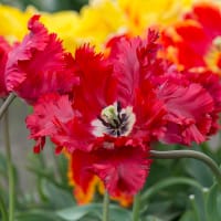 Papegojtulpan 'Garden Fire'
