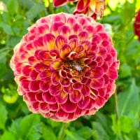 Pompondahlia 'Jowey Joshua'