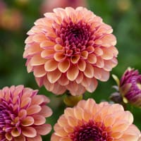 Pompondahlia 'Palmares'