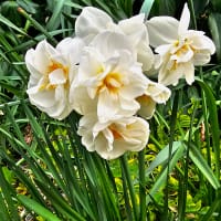 Stjärnnarciss Acropolis