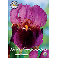 Trädgårdsiris 'Senlac'